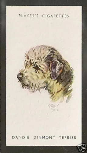 Rare 1940 Peter Biegel Dog Art Head Player Cigarette Card DANDIE DINMONT TERRIER