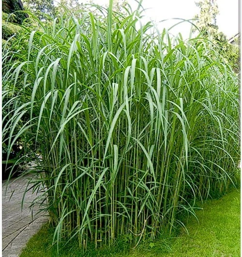 3X RIESEN CHINASCHILF Miscanthus giganteus Elefantengras Sichtschutz