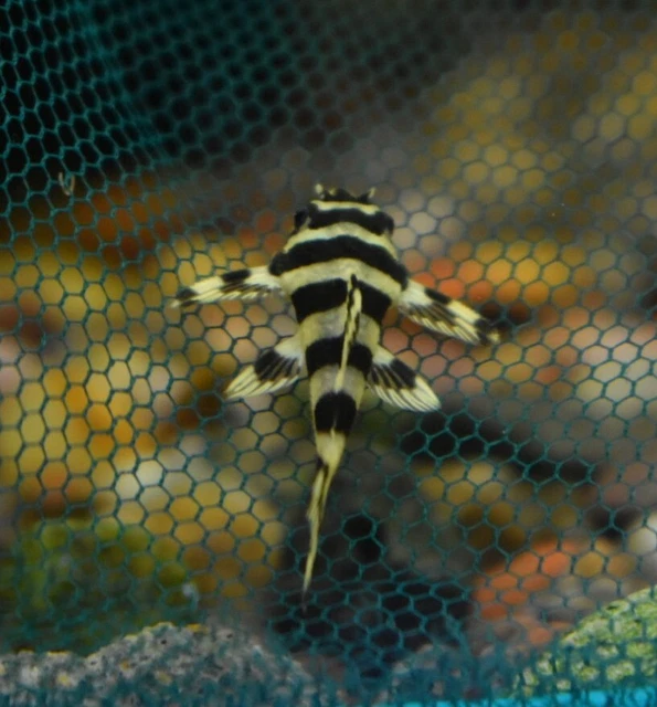 Live Leopard Frog Pleco L134 (1-1.5" Freshwater Aquarium Fish) PLS READ DESCR