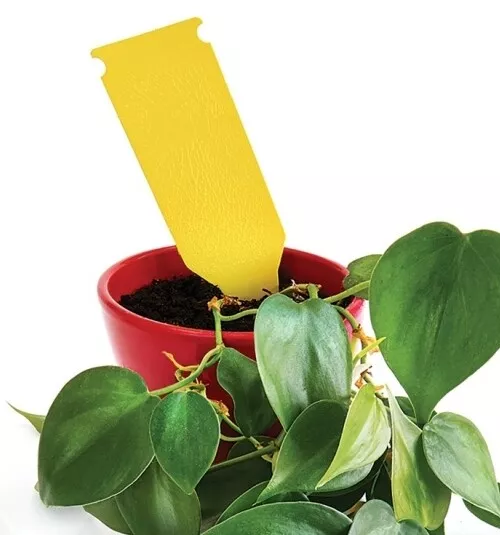 Sticky Glue Yellow INSECT Pest Killer TRAP Flower Protection Flycatcher 5Pcs