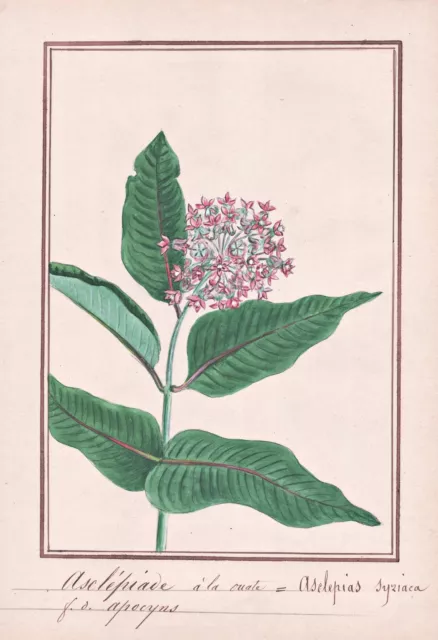 Seidenpflanze milkweed Blume Botanik flower botany Aquarell drawing 1830