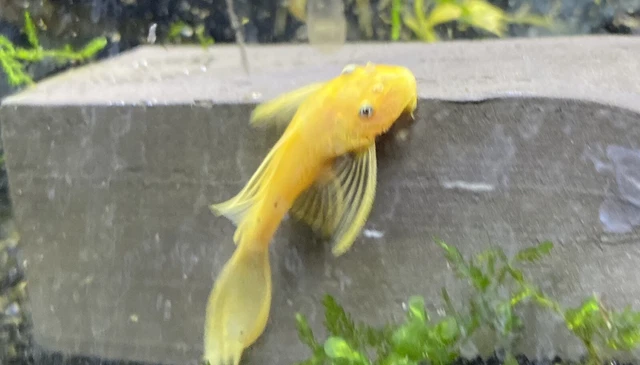 LONGFIN BLUE EYE LEMON YELLOW Bristlenose Pleco 1-1/2 inch L144 Plecostomus!