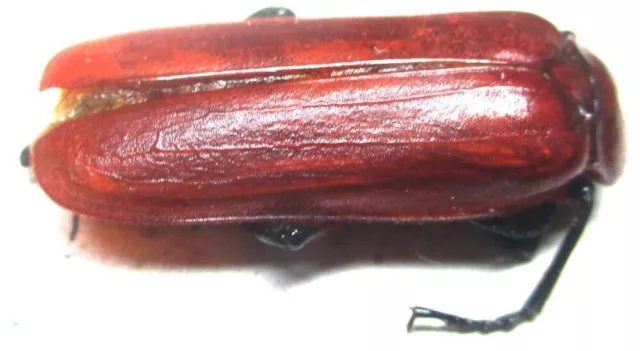 K002 MI : Meloidae: Horia species? female 23mm*******************