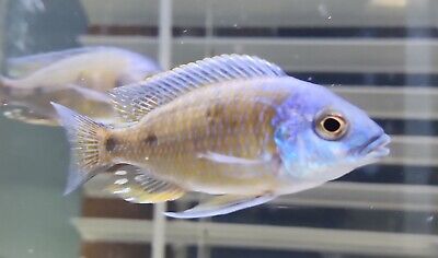 3"-4"in Yellowfin Borleyi Hap Male African Cichlid Colored Up