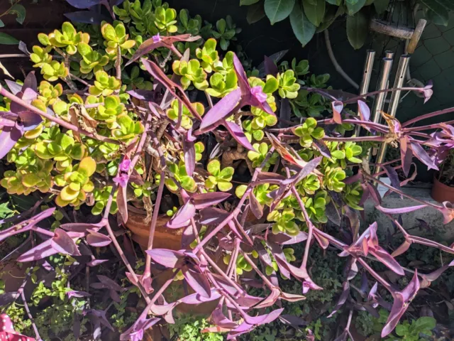 🏜  Tradescantia Pallida . 3 Boutures Epaisses . Misere Pourpre . Int/Ext 🌵