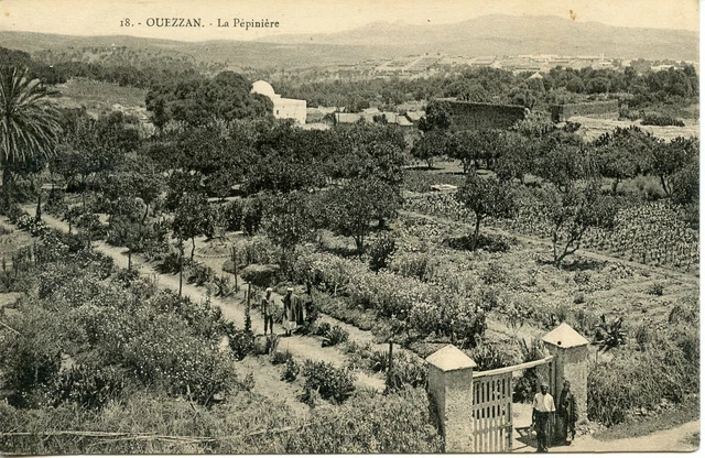 Carte Postale // Maroc // Ouezzan La Pepiniere