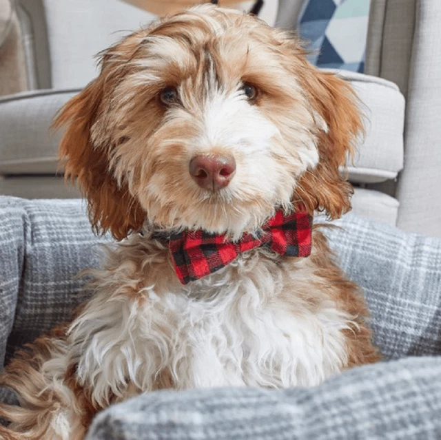 Zoon Beau Tie Red Check 2 Pack