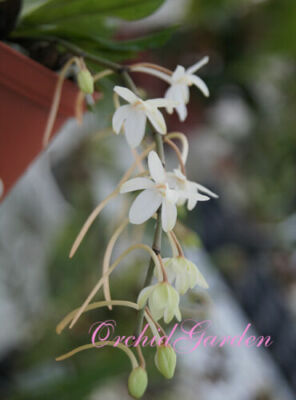 Nice miniature 28 L Orchid orchidee sophronitis coccinea 