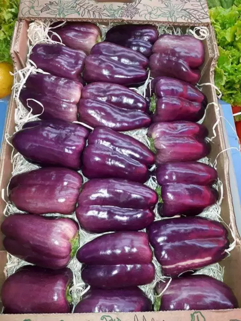 Pimiento dulce  violeta morado  oda  pepper  100 Semillas  -  Seeds huerto