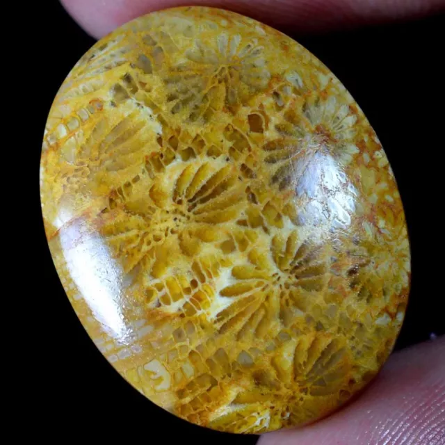 32.55 Cts 100% Natural Flower Designer Fossil Coral Cabochon Loose Gemstone FC75