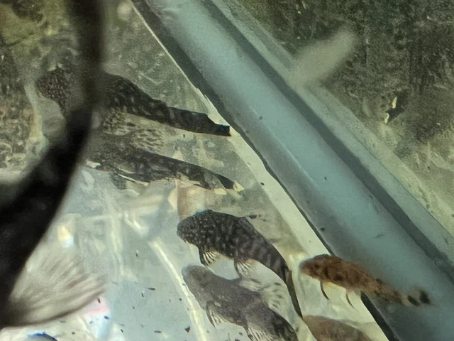 3 Calico Pleco 1"-2” Bushynose/Bristlenose