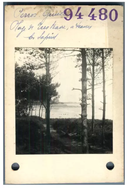 France, Perros-Guirec, Plage de Trestraou à travers les sapins Vintage silver pr