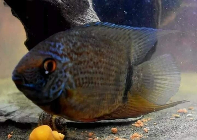 (1) TURQUOISE SEVERUM 1.5"+ (Heros efasciatus)