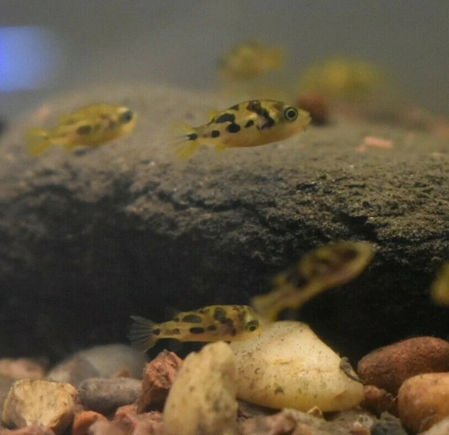 Live Indian Dwarf Pea Puffers *Pack of 3 Freshwater Nano Fish* (PLS READ DESCR) 5