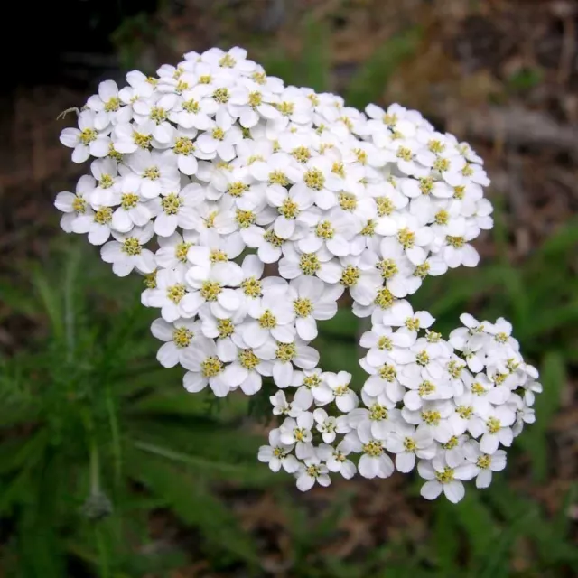 500 graines d' Achilée Blanche(Achillea Millefolium)X465 SEED SEMI SEMILLA