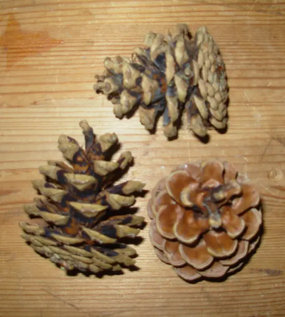 3 conos - 4-7 cm Navidad Naturaleza Decoración Artesanías - Conos de pino pino