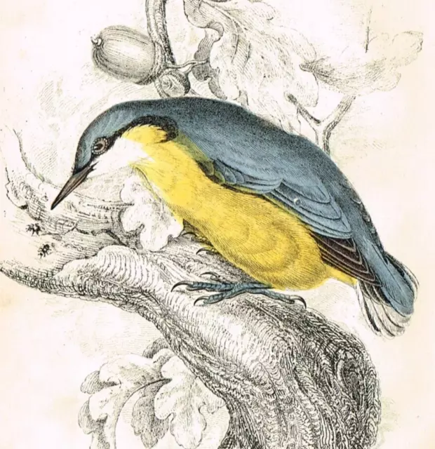 Eurasian Wood Nuthatch Bird, Hand-Colored Antique Print - Jardine 1850 3