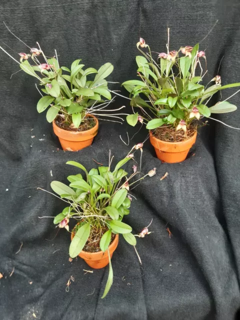 Orchidee, Terrarienpflanze, Masdevallia nidifica red 2