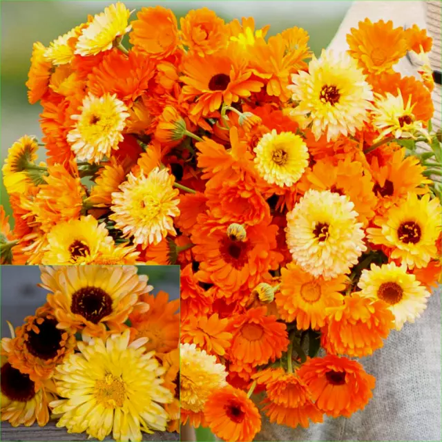 CALENDULA PACIFIC BEAUTY MIX 55+Seeds Grow FLOWERS Beautiful GARDEN