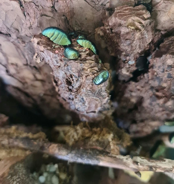 10X Smaragdschaben / Pseudoglomeris magnifica