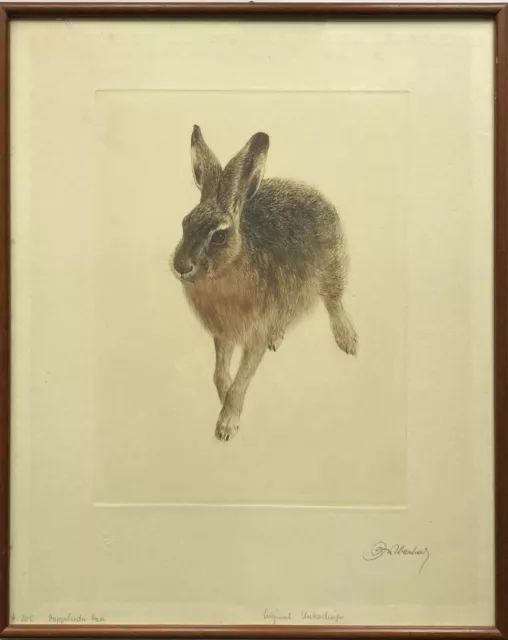 Radierung Feldhase Tierporträt Kurt Meyer-Eberhardt 55 x 44,5 cm Bilderrahmen