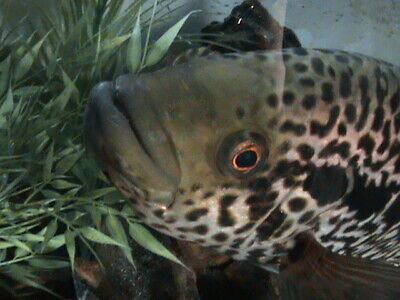 3-4in. Aztec Jaguar Cichlid.Exotic Tropical Live Freshwater Aquarium Fish 2