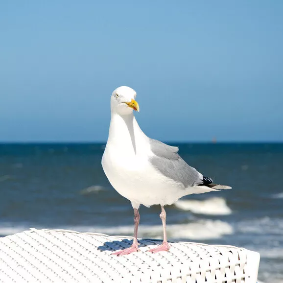 2-6 Tage Kurzurlaub Bremerhaven im Atlantic Hotel Flötenkiel Nordsee 2 Personen