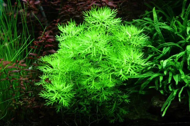 Hottonia palustris InVitro Wasserfeder buschige Aquariumpflanze  Tropica 027 TC
