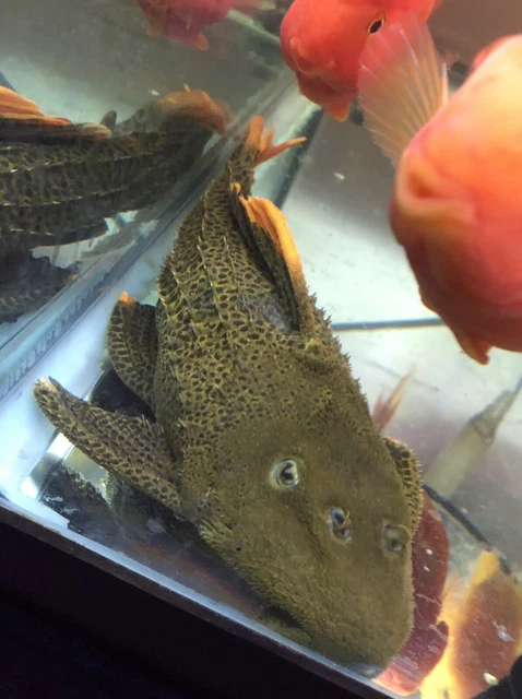 LIVE TROPICAL Fish~L600 Leopard Cactus Pleco (Pseudacanthicus Leopardus)6.25-7in