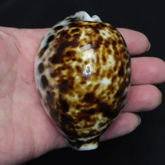 Cypraea tigris 88.2mm MS1065 Sea Shells Seashells