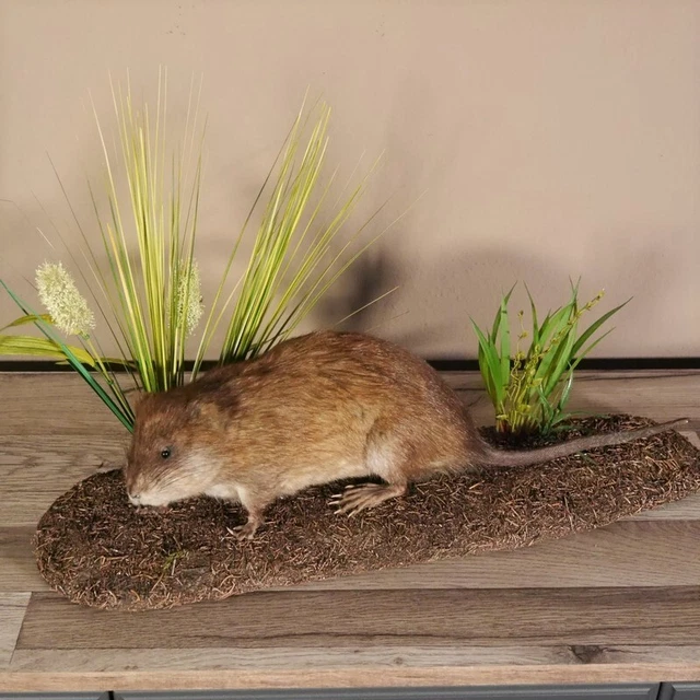 Bisamratte Rata Preparado En Nuevo Decoración Suelo Del Bosque Podio Largo 55 CM