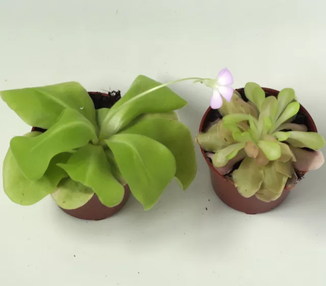 2 x PINGUICULA Butterwort live carnivorous plant hybrids (Weser & Tina) 3½" pots