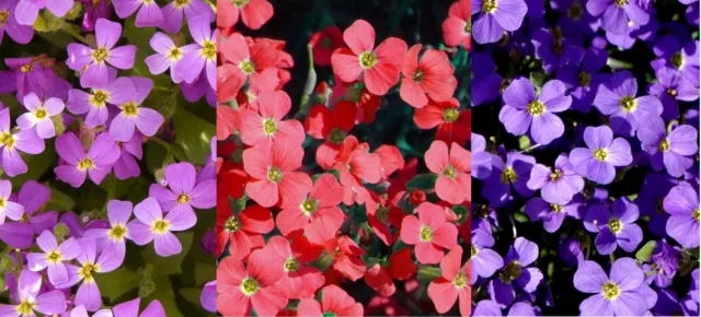 500 Samen Blaukissen Mischung Aubrieta deltoides Steingarten Polsterstaude