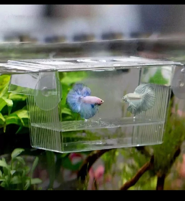Transparent Acrylic Fish Tank Breeding Isolation Box Aquarium Hatchery Incubator