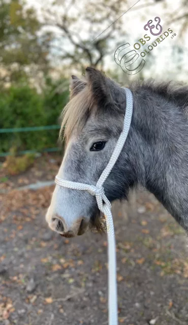 Foal Size Parachute Rope Halter,  Extra Long Lead Rein 6Ft, 8Ft, 10Ft