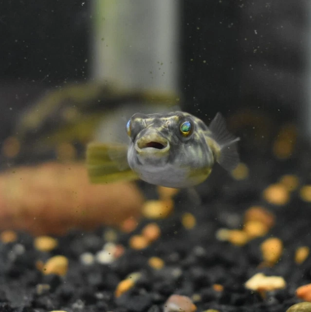 Live Fahaka Puffer *3" Rare Juvenile Freshwater Aquarium Fish* (PLS READ DESCR)