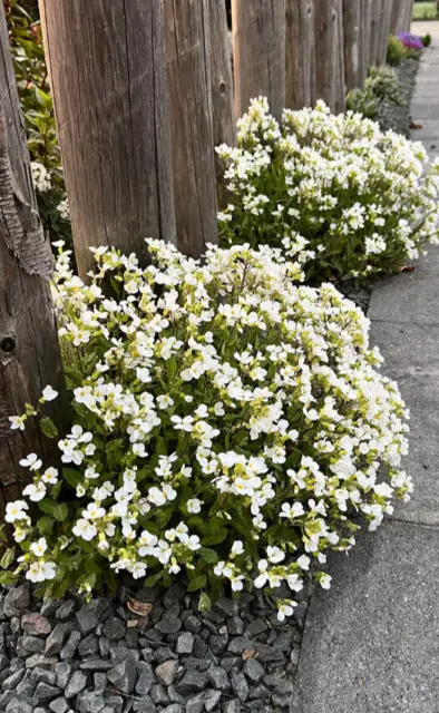 KAUKASUS-GÄNSEKRESSE, Blumensamen für den Steingarten, Staude, Samen