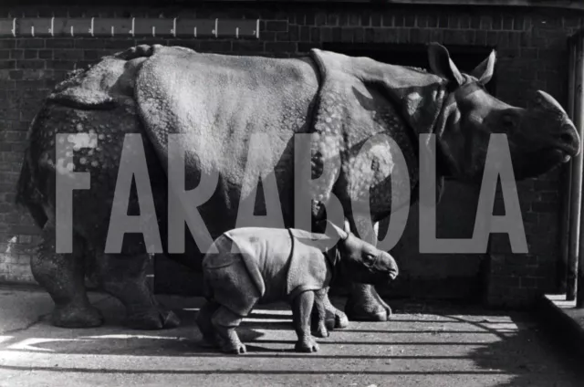 Photo de presse vintage Animaux Rhinocéros Whipsnade Zoo Parc Roopa Bheema