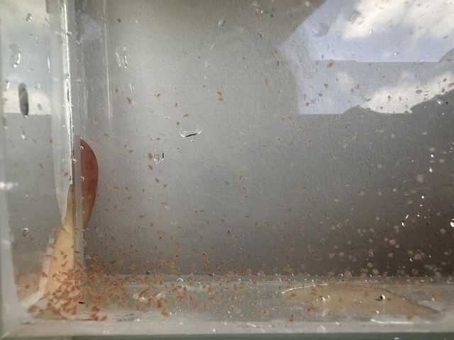 150+ Live Daphnia , Water Fleas Fresh Water. SHIPPED USPS PRIORITY MAIL