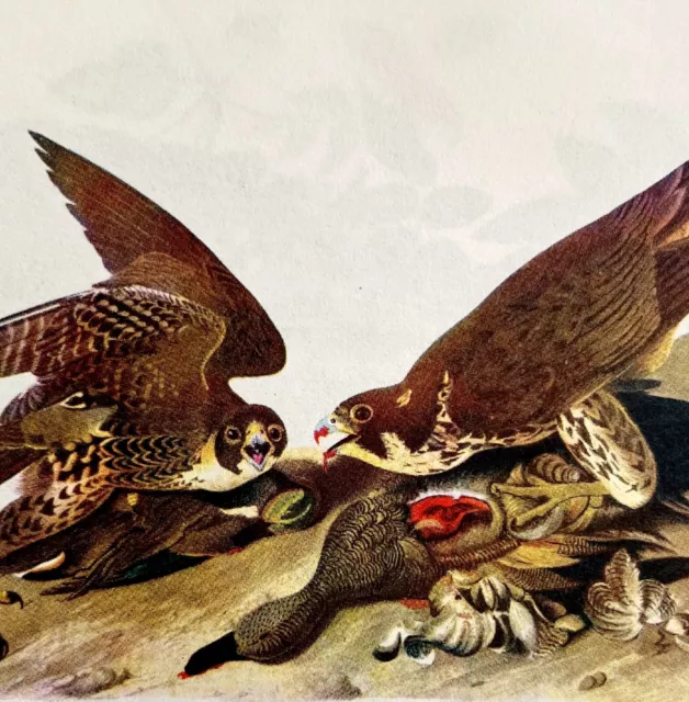 Peregrine Falcon Duck Hawk Bird Lithograph 1950 Audubon Antique Art Print DWP6C
