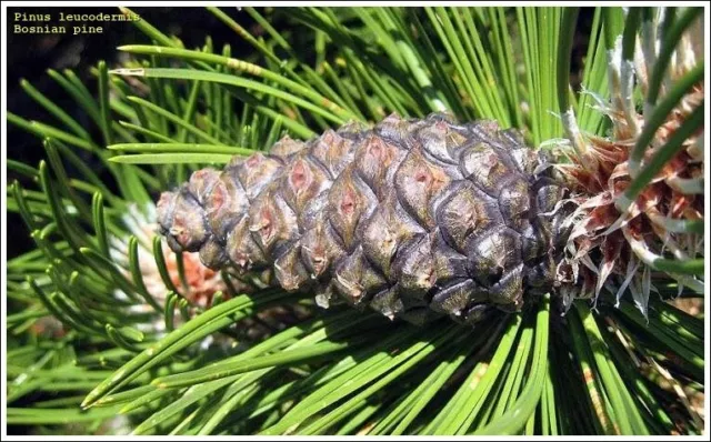 Bosnian Pine Pinus Heldreichii (leucodermis) x 15 tree seeds