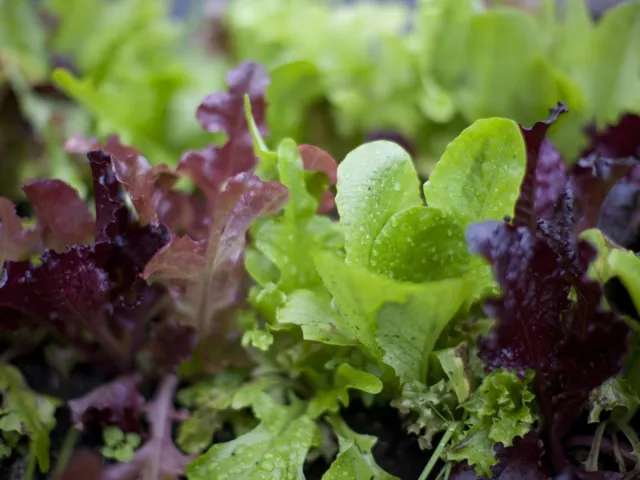 LETTUCE 'Mixed Salad Leaves' 400+ Seeds GOURMET Vegetable Garden 3