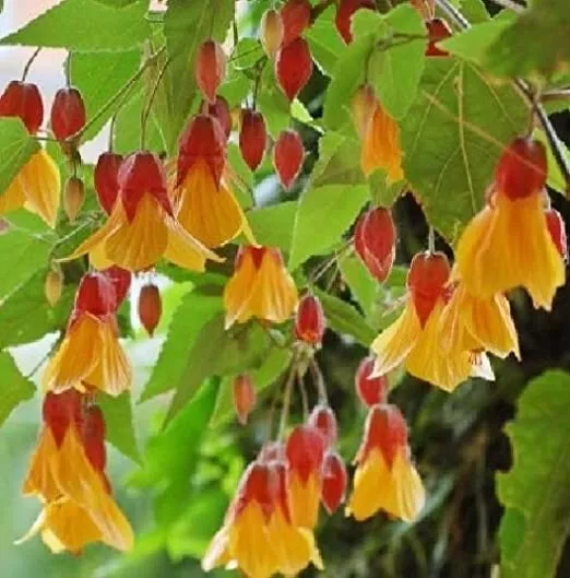 Abutilon * Kentish Belle * 12Cm Pot * Freepost *