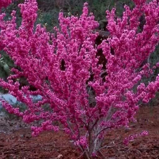 Judasbaum Cercis canadensis Pflanzen Garden Setzlinge P9