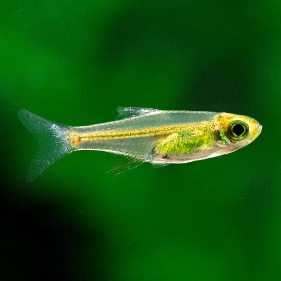 Group of 6+2 Live Neon Green Kubotai Rasboras Freshwater Tropical Fish A+++