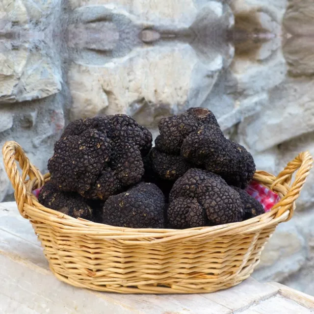 Precious Italian fresh black truffles. Black truffle 285g. 10oz. Mushrooms.