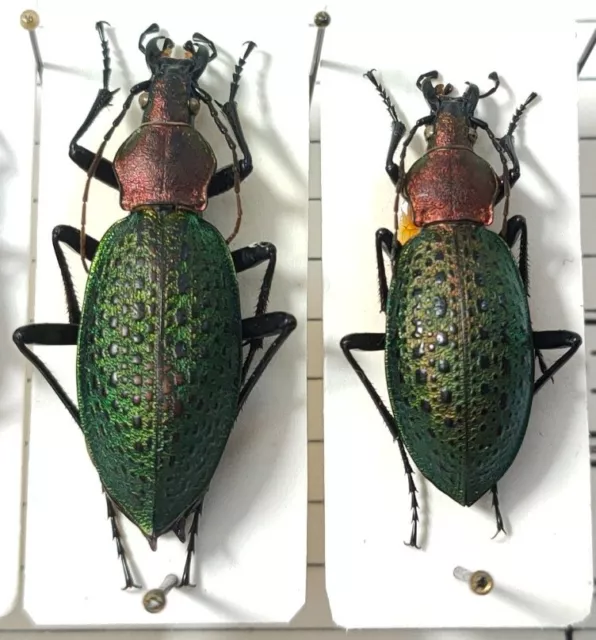 paire Carabus Coptolabrus smaragdinus ssp longipennis Corée du nord