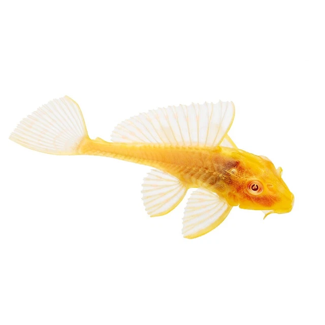 Albino Red Eye Common Pleco Algae Eater Live Freshwater Aquarium- Max Size: 24IN