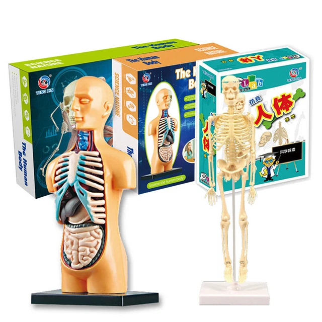 Anatomy Model For Kids Human Torso Science Learning Removable Human Body Mo*_*