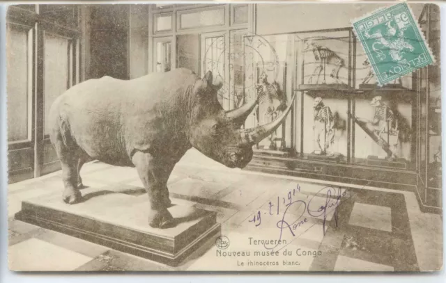 CP Belgique - Tervueren - Nouveau musée du Congo - Le rhinocéros blanc